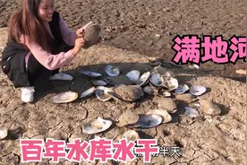 百年水库干旱露底，几斤重的大河蚌遍地都是，鱼都漂出水面，壮观视频封面