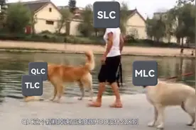 固态硬盘的闪存颗粒SLC/MLC/TLC都有哪些区别?视频封面