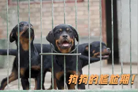 狗狗变得好丑，别急，它可能正处在尴尬期！