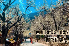 四川梨花天花板，阿坝金川梨花，哪个村更美？全部免门票和停车费视频封面