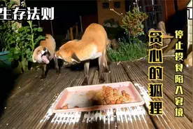 贪心的狐狸03：停止投食狐狸陷入窘境，和配偶相争爱情也走向终结视频封面