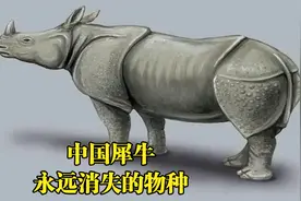 我国消失的物种，中国犀牛，你敢相信我国曾经是犀牛大国吗？视频封面