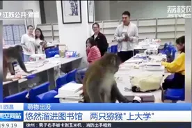 四川西昌学院提示：为杜绝猴子到图书馆参观学习，大家不要开窗！视频封面
