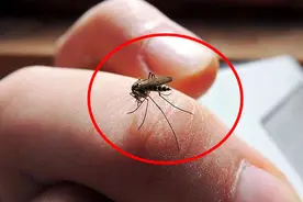 被蚊子咬了又肿又痒，教你一招，不涂药膏，1分钟快速止痒