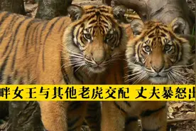 湖畔女王与其他老虎交配，诞下幼崽，丈夫暴怒出手，女王就此殒命视频封面