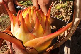 云南大山里特有的美食地莲花，它的花瓣不仅漂亮还可以吃，太香啦视频封面