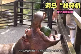 动物界最硬核吃播，在日本2000元一个的西瓜，却用来疯狂投喂河马视频封面