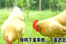 母鸡生蛋迟下蛋少，水里放一点，提高母鸡下蛋率，增强免疫力视频封面