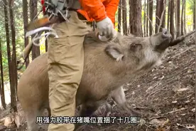 日本小哥一个人不动刀枪，单靠套索，活捉百斤野猪视频封面