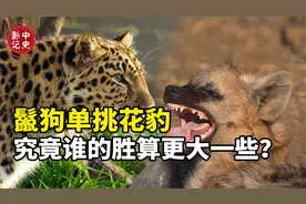 为什么很多人都认为鬣狗很厉害呢？如果双方单挑，谁会更胜一筹？