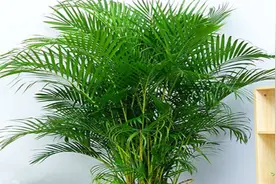 4种花个个是家庭净化能手，除菌除尘去异味，高贵典雅又气派视频封面