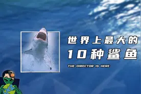 世界上最大的10种鲨鱼视频封面
