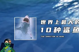 世界上最大的10种鲨鱼视频封面