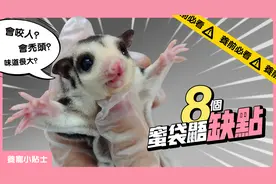 【养前必看!】8个蜜袋鼯的饲养缺点，你真适合养这小宠物吗？视频封面