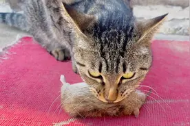 猫咪中毒，用土方法快速自救，这两点至关重要