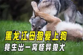 黑龙江母狼爱上狗，竟生出一窝怪异狼犬，狼和狗真能杂交出狼狗吗视频封面