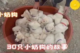 家里养了30只小奶狗，个个都是拆家小能手，快来看看把~