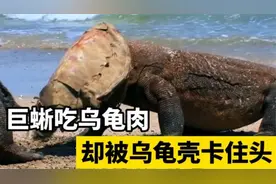 科莫多巨蜥捕食乌龟，结果脑袋却被卡在乌龟壳，让人哭笑不得！视频封面