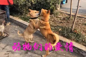 爱情无国界，2只豆柴犬的爱情从一见钟情开始，爱得那么依依不舍