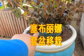 用“套盆”的方法，把绣球花栽到“超大花盆”里，园艺方法分享视频封面