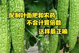 配制叶面肥和农药，不会计算倍数真麻烦，这样才是正确的计算方法视频封面