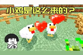 我的世界：MC里用种子喂鸡能生出小鸡？鸡蛋还有这个作用！