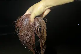 海头发怎么吃？大齐赶海发现龙须菜长在绳子上，带回家做成好吃的