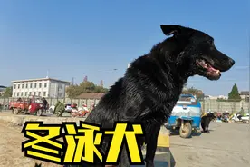 马犬和拉布拉多的杂交犬真神奇，大冬天喜欢跳河冬泳，技艺不一般