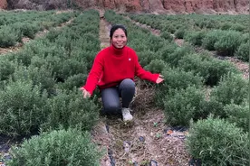 农村种植几百亩迷迭香，散发浓厚的香味，你认识吗？视频封面