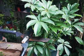 修剪鸭掌木，可不能太随意，这样剪分枝多，株型更紧凑视频封面