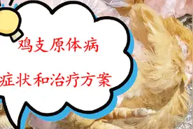 鸡场干货，鸡支原体病都有哪些表现？该怎么治疗？视频封面