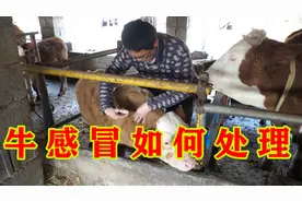 牛感冒了怎么办？大学生教你处理方法，治疗要及时切勿拖延视频封面