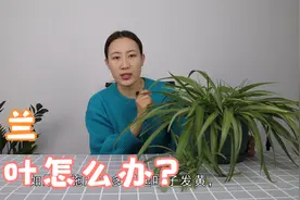 吊兰黄叶怎么办？教你养护小诀窍，很快就能恢复翠绿与生长视频封面