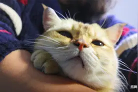 甜度已满，粘人小猫咪就要抱着主人的胳膊才肯睡觉