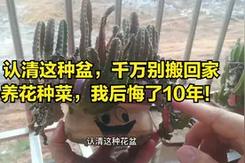 认清这种盆，千万别搬回家，阳台养花种菜，我后悔了10年视频封面