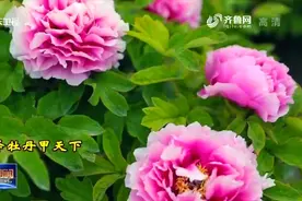 春花烂漫莫辜负！四月赏花好时节，带你感受齐鲁大地的如诗如画视频封面