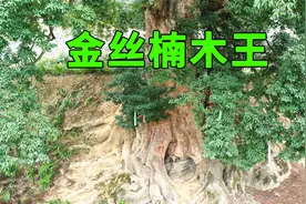 重庆发现8棵千年金丝楠木树，最大一棵有1500多年历史，价值连城视频封面