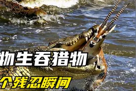 生吞猎物的15个场面很是残忍，捕食者从来都不在乎猎物的感受！视频封面