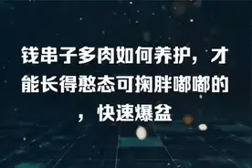 钱串子多肉如何养护，才能长得憨态可掬胖嘟嘟的，快速爆盆视频封面