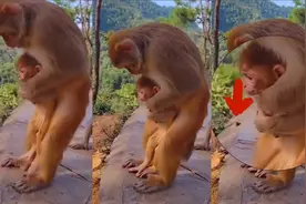 猴妈妈紧急救助被噎小猴，专业人员“这是标准的海姆立克急救法”视频封面