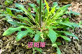 今天终于找到“还阳草”了，看似很普通，价值却很高！