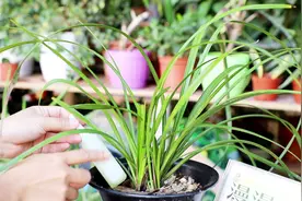 兰花根部出现发霉的现象？做好三步，根系重新成活