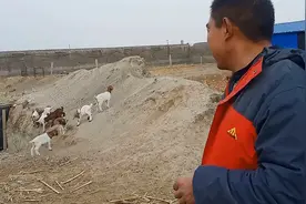 小羊羔拉稀冬季多发，好多羊友都说不好弄，咱出个法试试视频封面