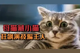 母猫将刚出生的猫崽藏起来，还狂飙演技骗主人，最后结局很暖心