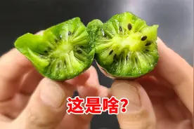 谁吃过这个小果子？它好像猕猴桃啊！视频封面