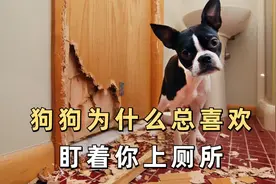 狗狗为什么总喜欢盯着你上厕所，这几个原因你知道吗？