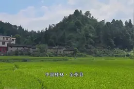 稻田里竟能放养鲤鱼？特有的味道和香气，美味鲜美的禾花鱼！视频封面