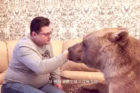 俄罗斯大叔与熊相处10多年，这是什么神仙情谊！视频封面