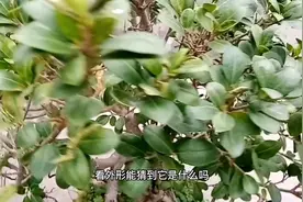 有人叫它“黄杨”，有人叫“它齿叶冬青”，这一株盆景到底叫什么视频封面