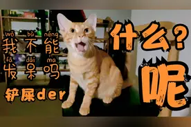 小猫日记9-一起来发呆吧，也不知道在干啥，呆呆呆呆呆呆呆呆呆呆